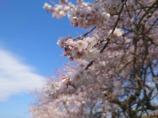 石部桜咲き始め