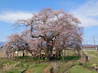 石部桜咲き始め