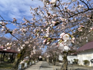 鶴ヶ城桜開花