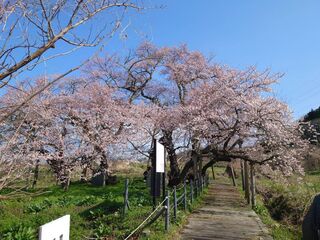 石部桜咲き始め