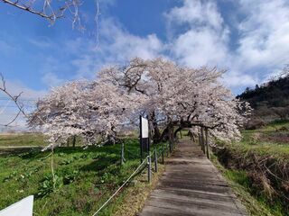 石部桜満開