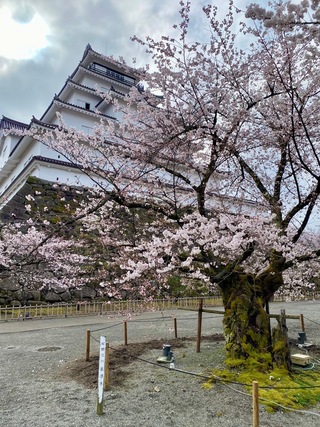 鶴ヶ城5部咲き