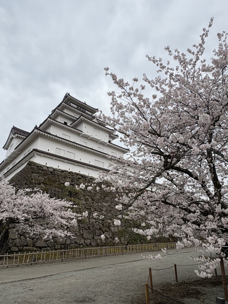 鶴ヶ城桜満開