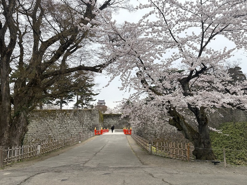 鶴ヶ城桜満開