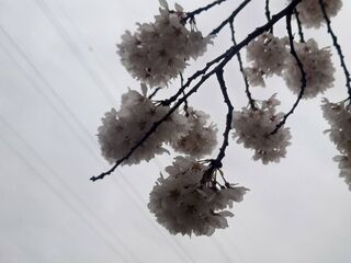 石部桜満開