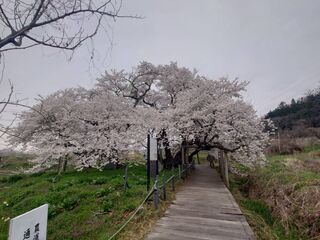 石部桜満開
