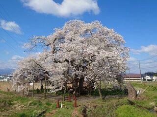 石部桜満開