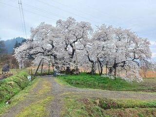 石部桜満開