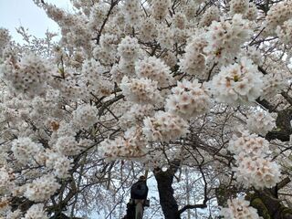 石部桜満開