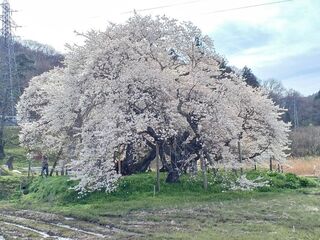 石部桜散り始め