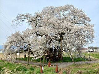 石部桜散り始め