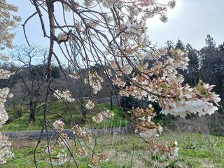 石部桜散り始め