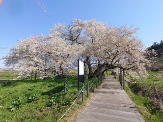 石部桜散り始め