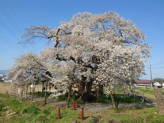 石部桜散り始め