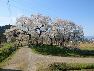 石部桜散り始め