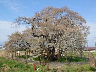 石部桜桜吹雪