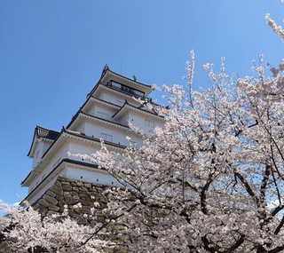 鶴ヶ城満開