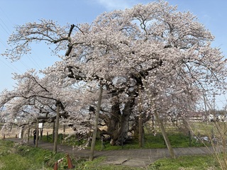 石部桜満開