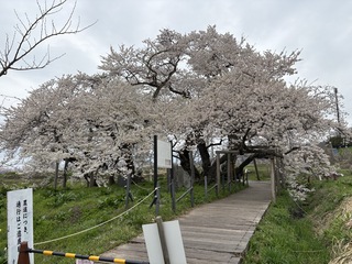 石部桜散り始め