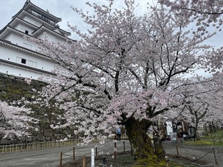 鶴ヶ城満開