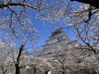 鶴ヶ城散り始め