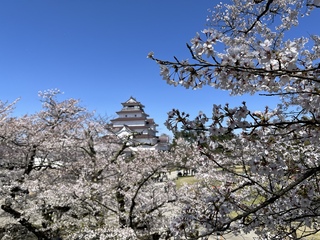 鶴ヶ城散り始め