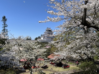 鶴ヶ城散り始め