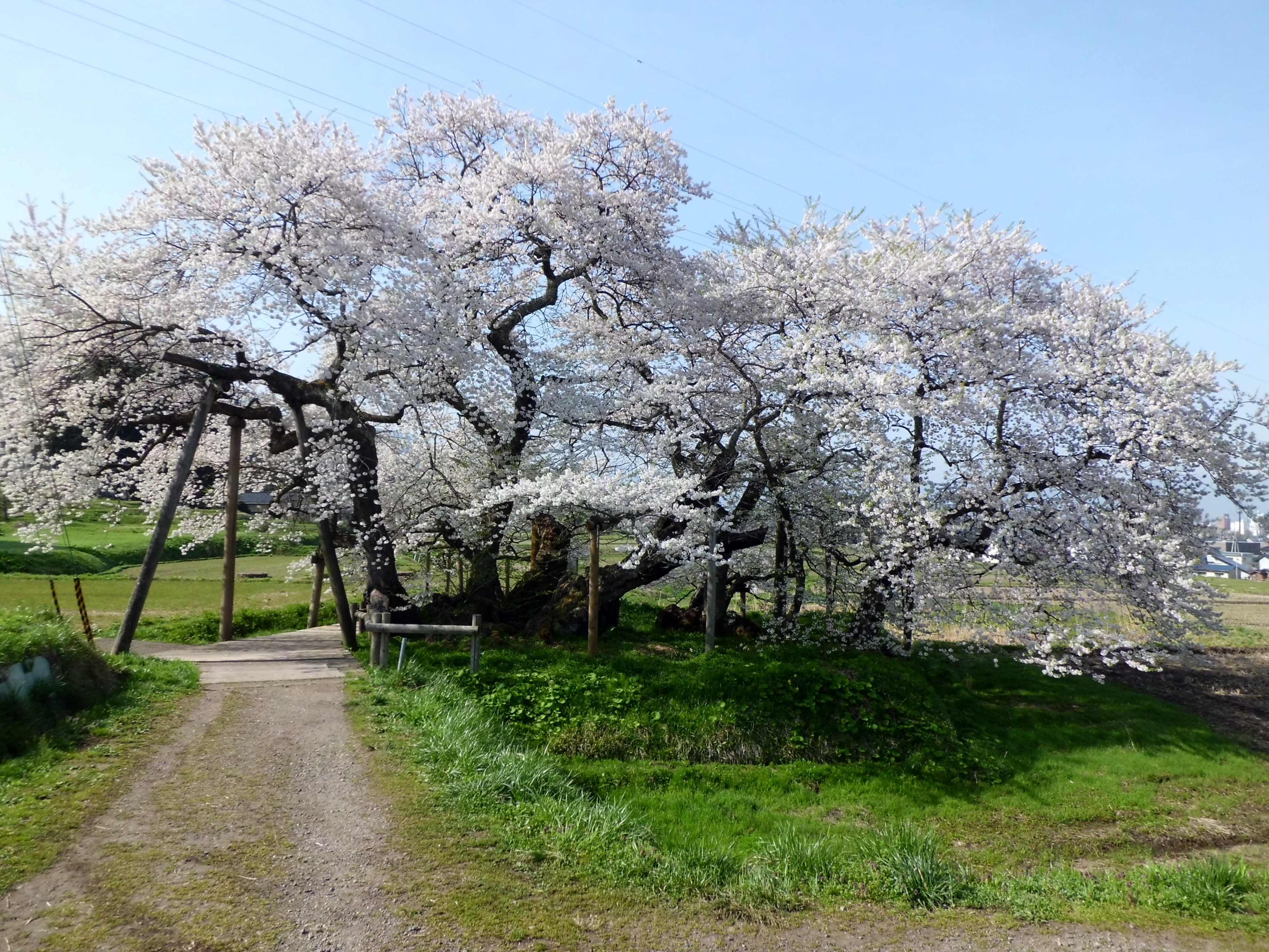 石部桜02.jpg