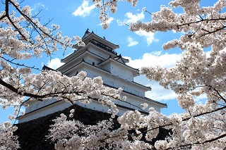 鶴ヶ城の桜.jpg