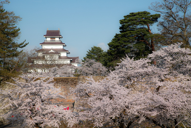 春の鶴ヶ城.jpg