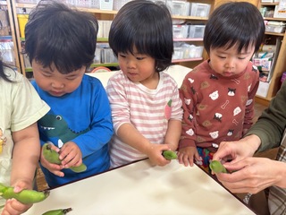 そら豆の皮むきをしているところ