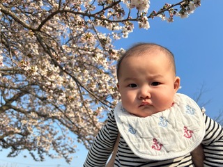 桜と子ども