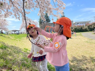 桜の花を見ているところ