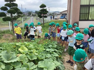 収穫前のじゃがいも畑を見ているところ