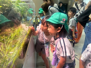 魚を見ているところ