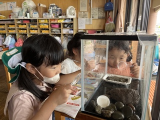 図鑑を見ながらカナヘビの観察をしているところ