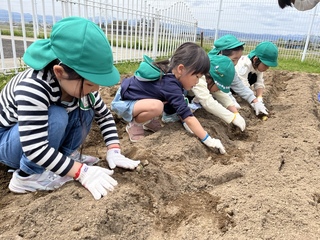 じゃがいもの種芋を植えているところ