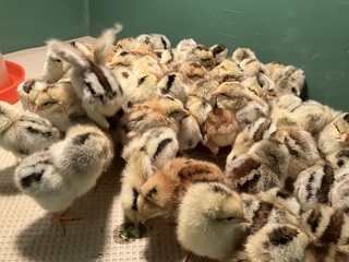 ひよこ