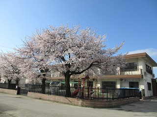 中央保育所・園舎と桜の写真